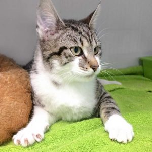 Kater Jimmy / © 2017 Arche KaNaum (DN)