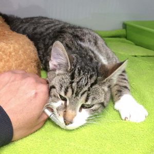 Kater Jimmy / © 2017 Arche KaNaum (DN)