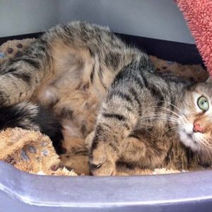 Kätzin Martha mitten in der Geburt. Sie hat schon drei gesunden Kitten das Leben geschenkt … / © 2017 Arche KaNaum (DN) Kätzin Martha mitten in der Geburt. Sie hat schon drei gesunden Kitten das Leben geschenkt ... / © 2017 Arche KaNaum (DN)