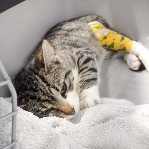 Kater Jimmy nach seiner OP / © 2017 Arche KaNaum (DN)