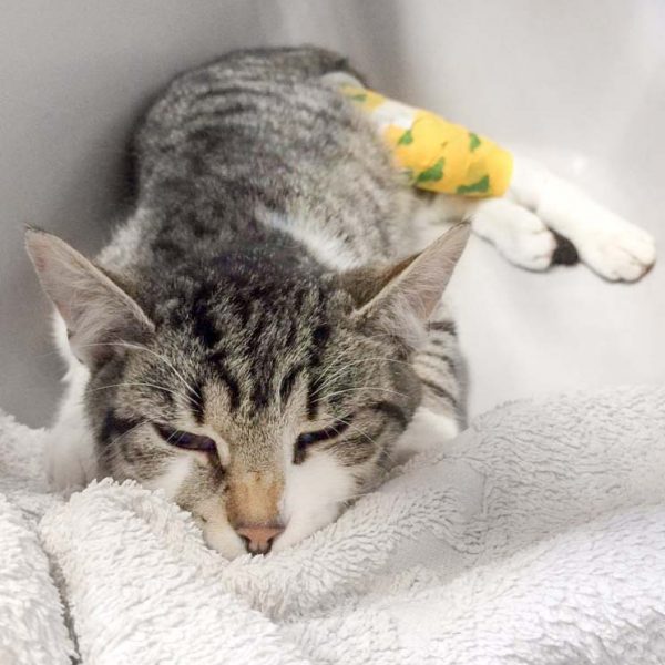 Kater Jimmy nach seiner OP / © 2017 Arche KaNaum (DN)