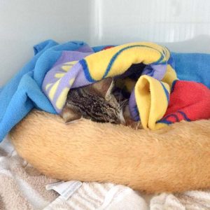 Kater Jimmy nach seiner OP / © 2017 Arche KaNaum (DN)