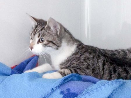 Kater Jimmy / © 2017 Arche KaNaum (DN)