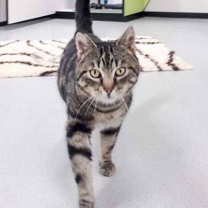 Kater Wolfi / © 2017 Arche KaNaum (DN) Kater Wolfi / © 2017 Arche KaNaum (DN)