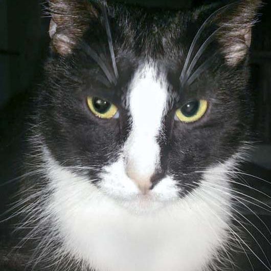 Vermisst: Kater Harley aus Mengeringhausen / © 2017 Privat