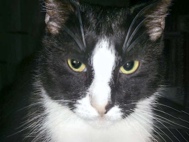 Vermisst: Kater Harley aus Mengeringhausen / © 2017 Privat