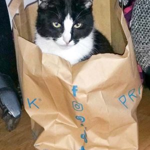 Vermisst: Kater Harley aus Mengeringhausen / © 2017 Privat