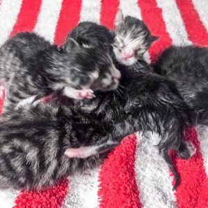 Mäuschens Babys am Tag ihrer Geburt / © 2017 Arche KaNaum (DN)