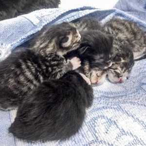 Mäuschens Babys am Tag ihrer Geburt / © 2017 Arche KaNaum (DN)