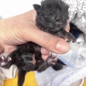 Eins von Mäuschens Babys am Tag seiner Geburt / © 2017 Arche KaNaum (DN)