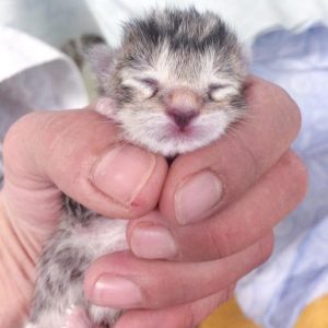 Eins von Mäuschens Babys am Tag seiner Geburt / © 2017 Arche KaNaum (DN)