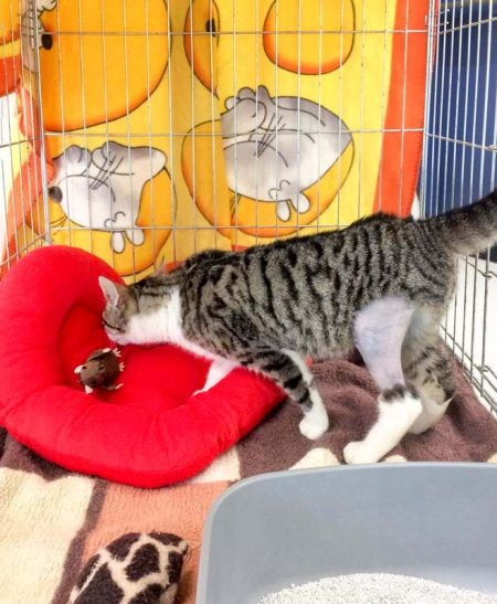 Kater Jimmy räumt gerne um ... / © 2017 Arche KaNaum (DN)