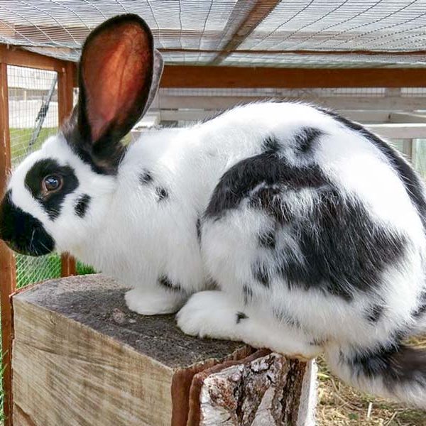 Kaninchenhäsin Mümmeline / © 2017 Arche KaNaum (OS)