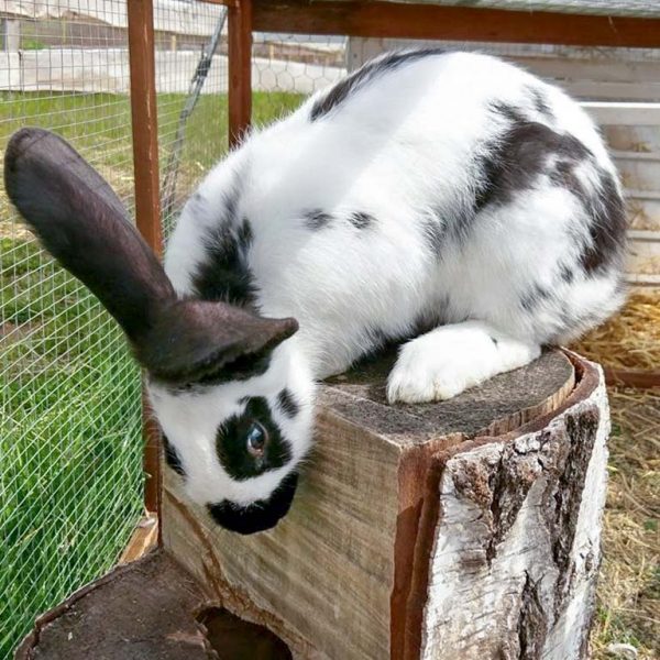 Kaninchenhäsin Mümmeline / © 2017 Arche KaNaum (OS)