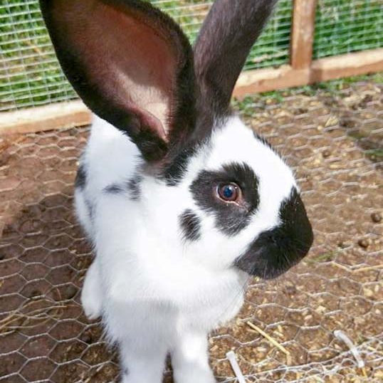 Kaninchenhäsin Mümmeline / © 2017 Arche KaNaum (OS)