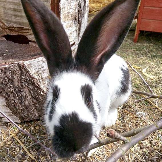 Kaninchenhäsin Mümmeline / © 2017 Arche KaNaum (OS)