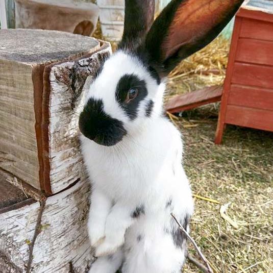 Kaninchenhäsin Mümmeline / © 2017 Arche KaNaum (OS)