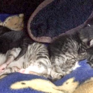 Mäuschens Babys / © 2017 Arche KaNaum (DN)