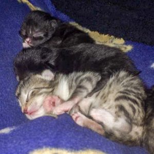 3 von Mäuschens Babys / © 2017 Arche KaNaum (DN)