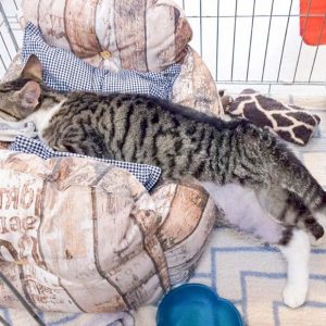 Kater Jimmy und sein tolles neues Bettchen / © 2017 Arche KaNaum (DN)