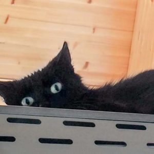 Leider noch immer sehr scheu: Kätzin Mäuschen / © 2017 Arche KaNaum (DN)