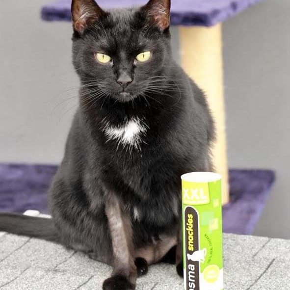 Kätzin Flocke / © 2017 Arche KaNaum (DN)