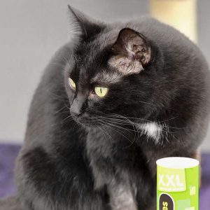 Kätzin Flocke / © 2017 Arche KaNaum (DN)