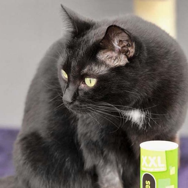 Kätzin Flocke / © 2017 Arche KaNaum (DN)