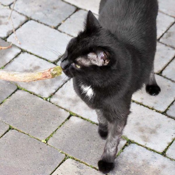 Kätzin Flocke / © 2017 Arche KaNaum (DN)