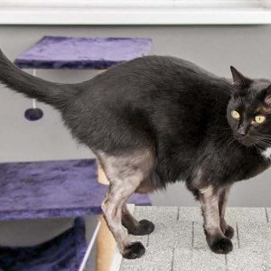 Kätzin Flocke / © 2017 Arche KaNaum (DN)