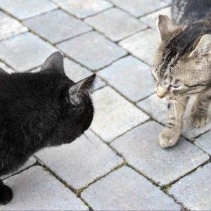 Kätzin Flocke (l.) mit Kumpel Wolfi / © 2017 Arche KaNaum (DN)