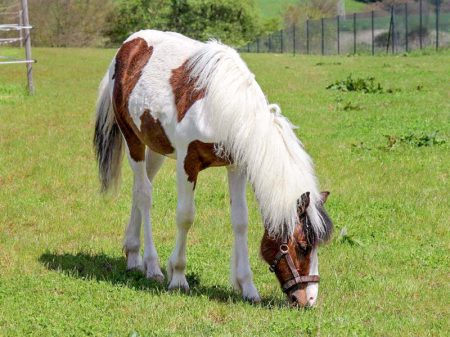 Gnadenhof-Pferd Juno / © 2017 Arche KaNaum (DN)