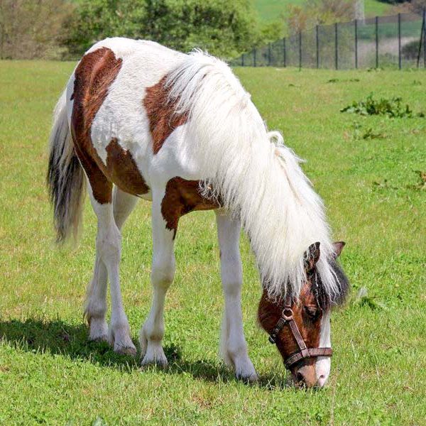 Gnadenhof-Pferd Juno / © 2017 Arche KaNaum (DN) Gnadenhof-Pferd Juno / © 2017 Arche KaNaum (DN)