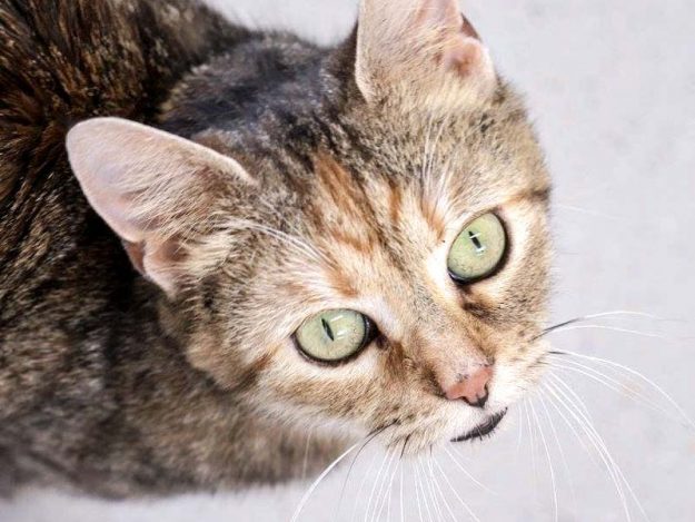 Kätzin Martha / © 2017 Arche KaNaum (DN)