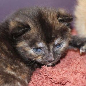 Eins von Mama Marthas Babys am 13.05.’17  / © 2017 Arche KaNaum (DN) Eins von Mama Marthas Babys am 13.05.'17 / © 2017 Arche KaNaum (DN)