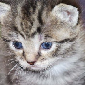 Eins von Mama Marthas Babys am 13.05.’17  / © 2017 Arche KaNaum (DN) Eins von Mama Marthas Babys am 13.05.'17 / © 2017 Arche KaNaum (DN)