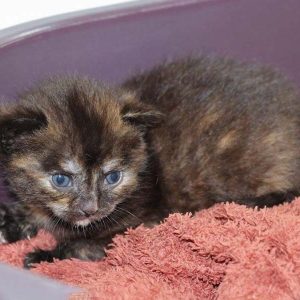 Eins von Mama Marthas Babys am 13.05.’17  / © 2017 Arche KaNaum (DN) Eins von Mama Marthas Babys am 13.05.'17 / © 2017 Arche KaNaum (DN)