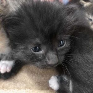 Kätzin Elli / © 2017 Arche KaNaum (DN)