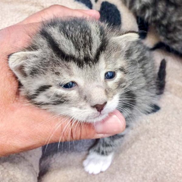 Katerchen Diego / © 2017 Arche KaNaum (DN)