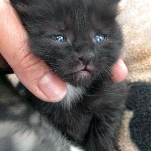 Kätzin Elli / © 2017 Arche KaNaum (DN) Kätzin Elli / © 2017 Arche KaNaum (DN)