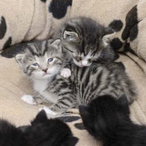 Katerchen Diego (v.) und Sid / © 2017 Arche KaNaum (DN)