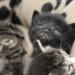 Kätzin Elli (m.) mit zwei ihrer Brüder / © 2017 Arche KaNaum (DN)