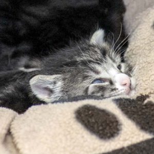 Katerchen Manni / © 2017 Arche KaNaum (DN)