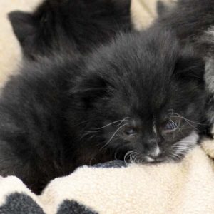 Kätzin Peaches / © 2017 Arche KaNaum (DN)