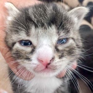 Katerchen Manni / © 2017 Arche KaNaum (DN)