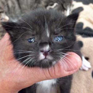 Kätzin Peaches / © 2017 Arche KaNaum (DN)