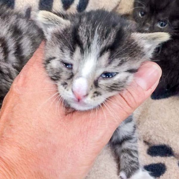 Katerchen Sid / © 2017 Arche KaNaum (DN)