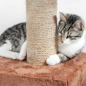 Kater Jimmy / © 2017 Arche KaNaum (DN)