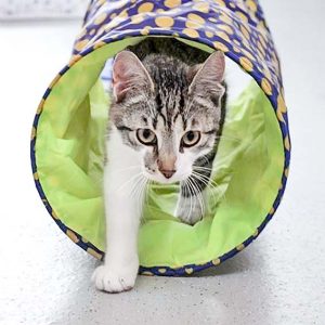 Kater Jimmy / © 2017 Arche KaNaum (DN)