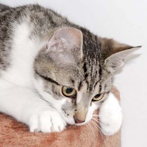 Kater Jimmy / © 2017 Arche KaNaum (DN)